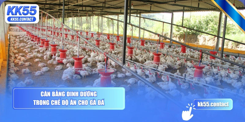 Cân bằng dinh dưỡng trong chế độ ăn cho gà đá