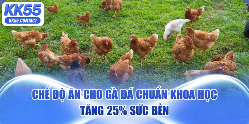 chế độ ăn cho gà đá