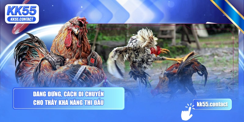 Dáng đứng, cách di chuyển cho thấy khả năng thi đấu