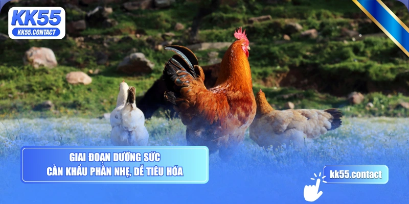 Giai đoạn dưỡng sức cần khẩu phần nhẹ, dễ tiêu hóa