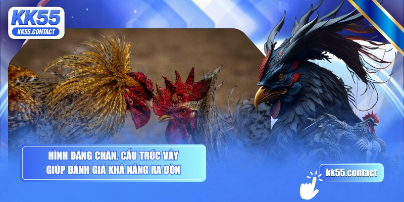 Hình dáng chân, cấu trúc vảy giúp đánh giá khả năng ra đòn