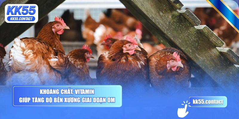 Khoáng chất, vitamin giúp tăng độ bền xương giai đoạn om