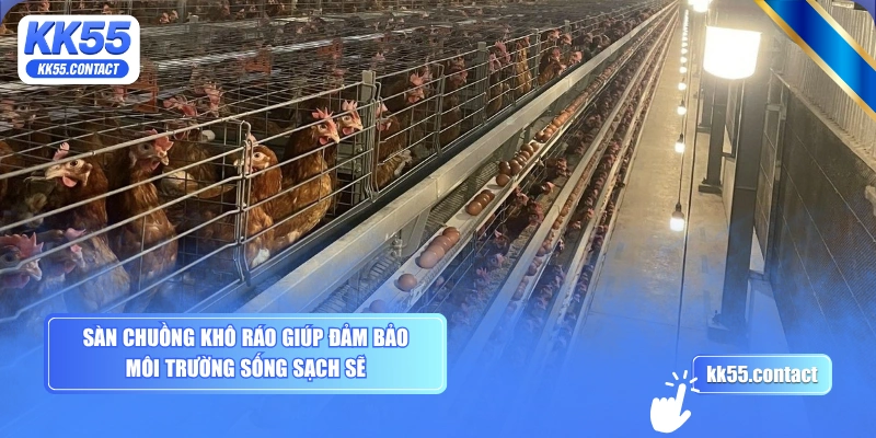 Sàn chuồng khô ráo giúp đảm bảo môi trường sống sạch sẽ